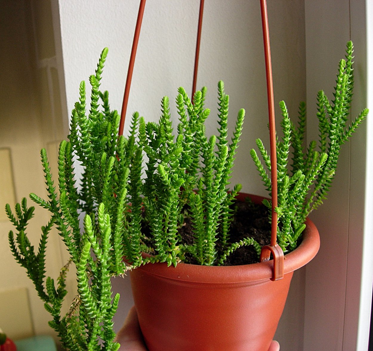 Растение Баранец обыкновенный