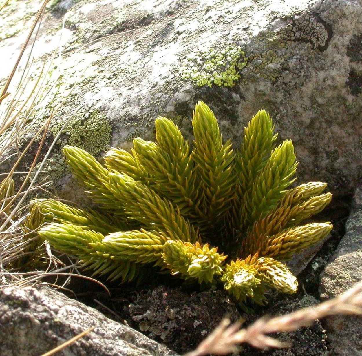 Плаун Баранец