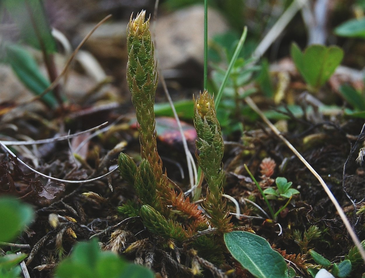 Селагинелла селаговидная