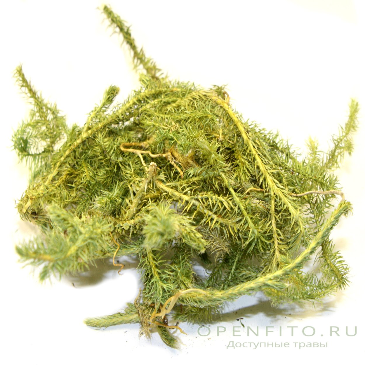 Ликоподиум плаун булавовидный