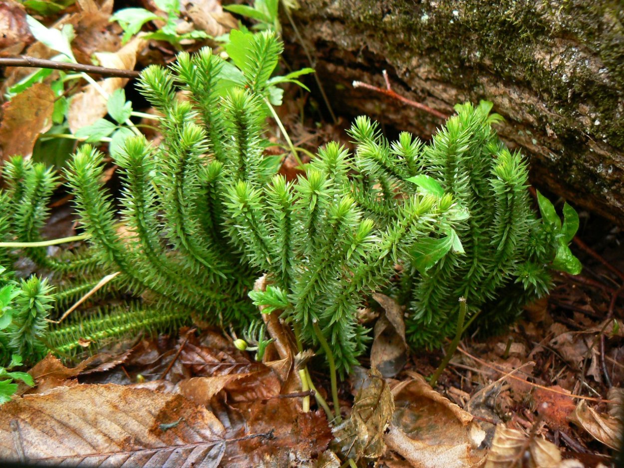 Плаун Баранец обыкновенный