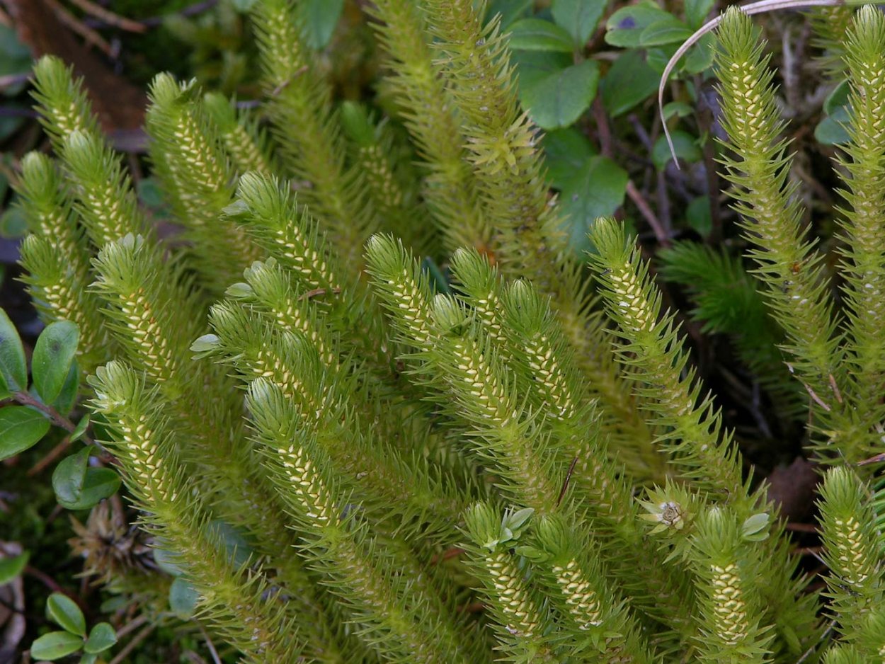 Lycopodium cernuum