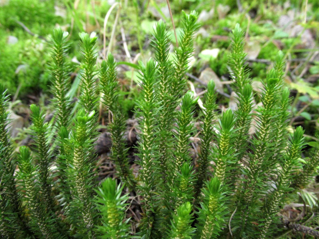 Плаун булавовидный строение