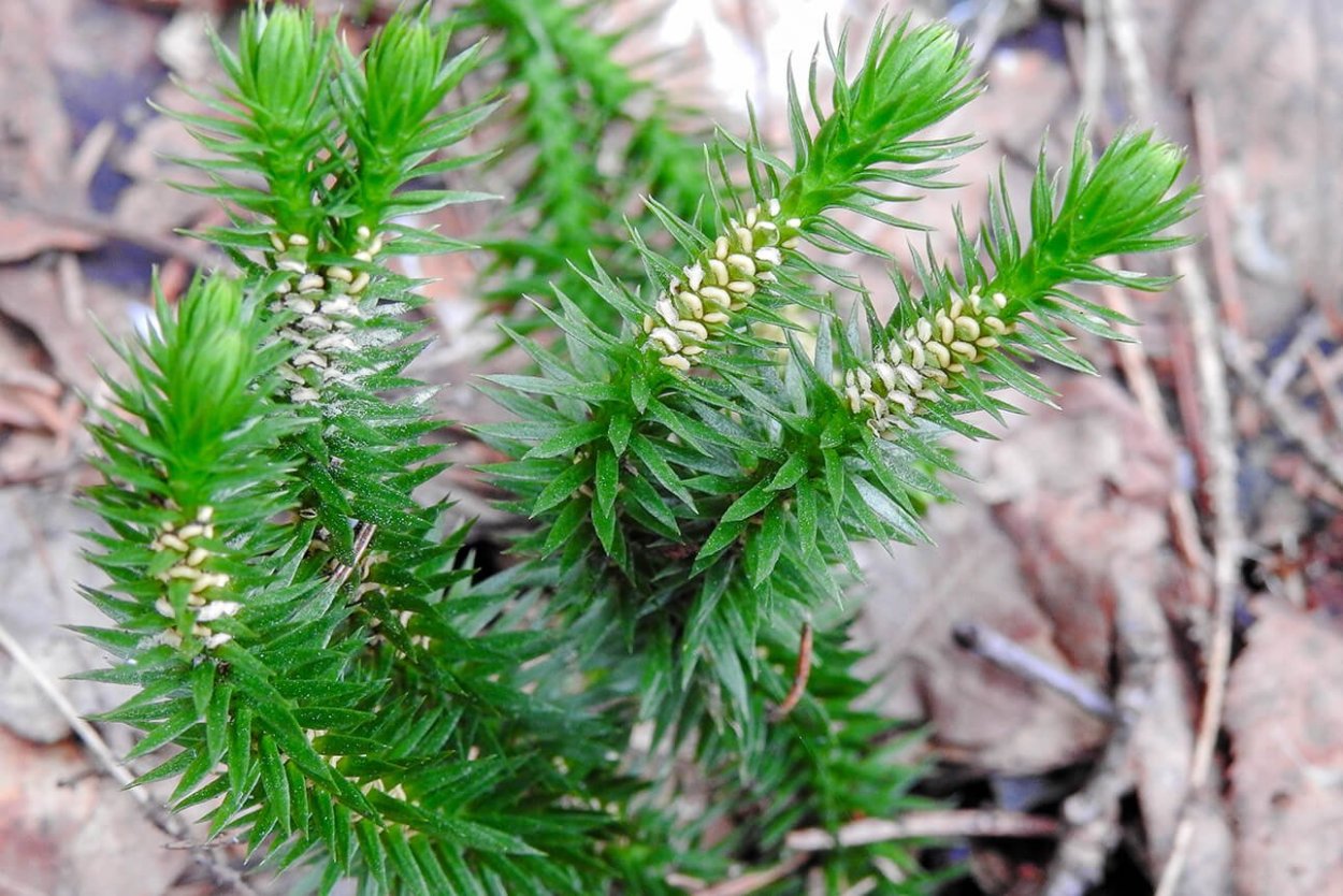 Баранец обыкновенный (плаун-Баранец) - Huperzia selago