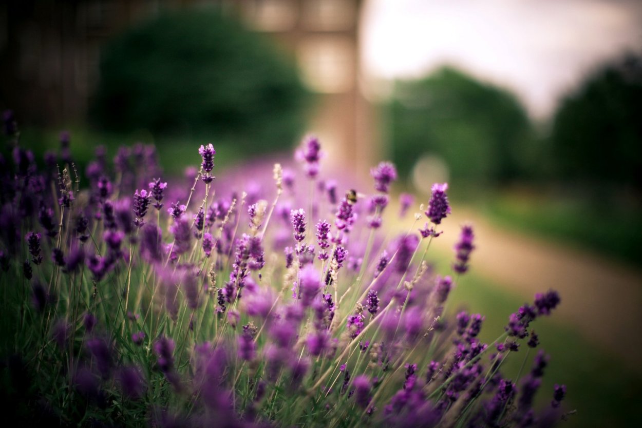 Трава с фиолетовыми цветами полевая
