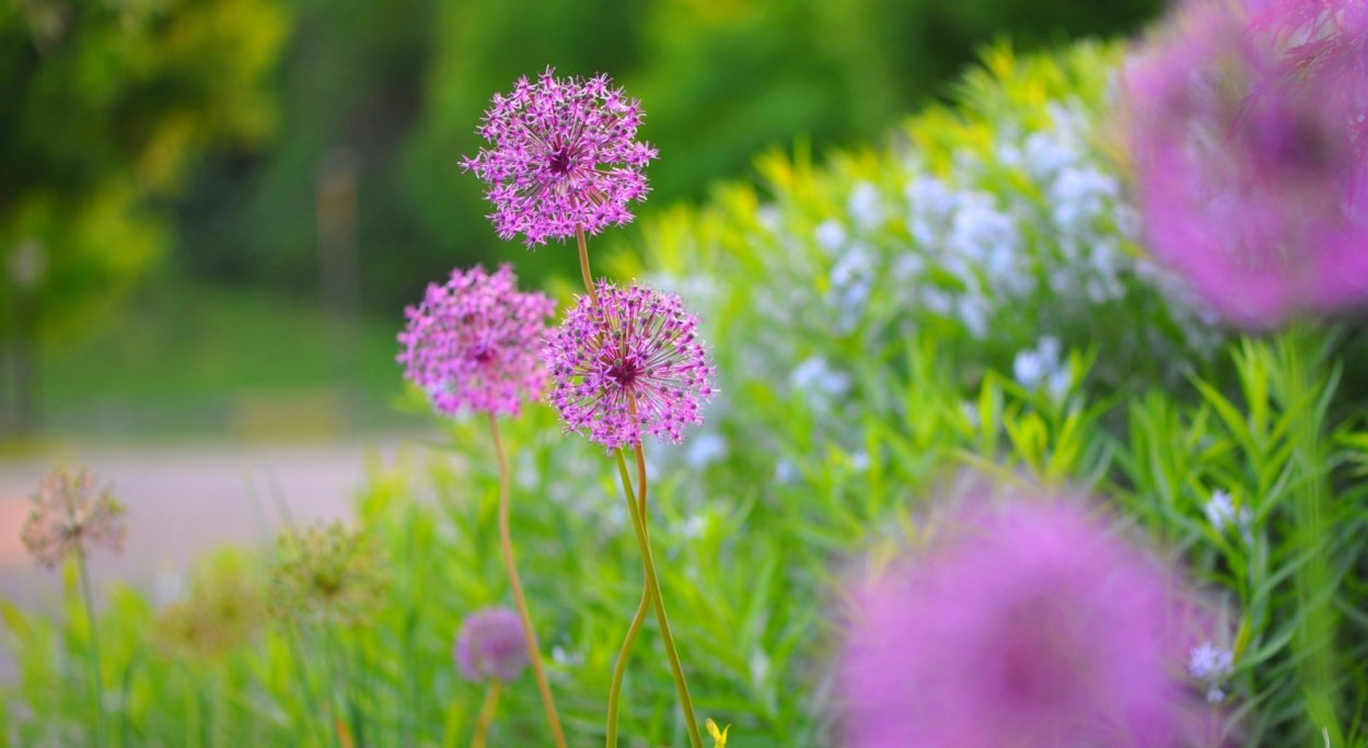 Одуванчик розовый Тянь Шань