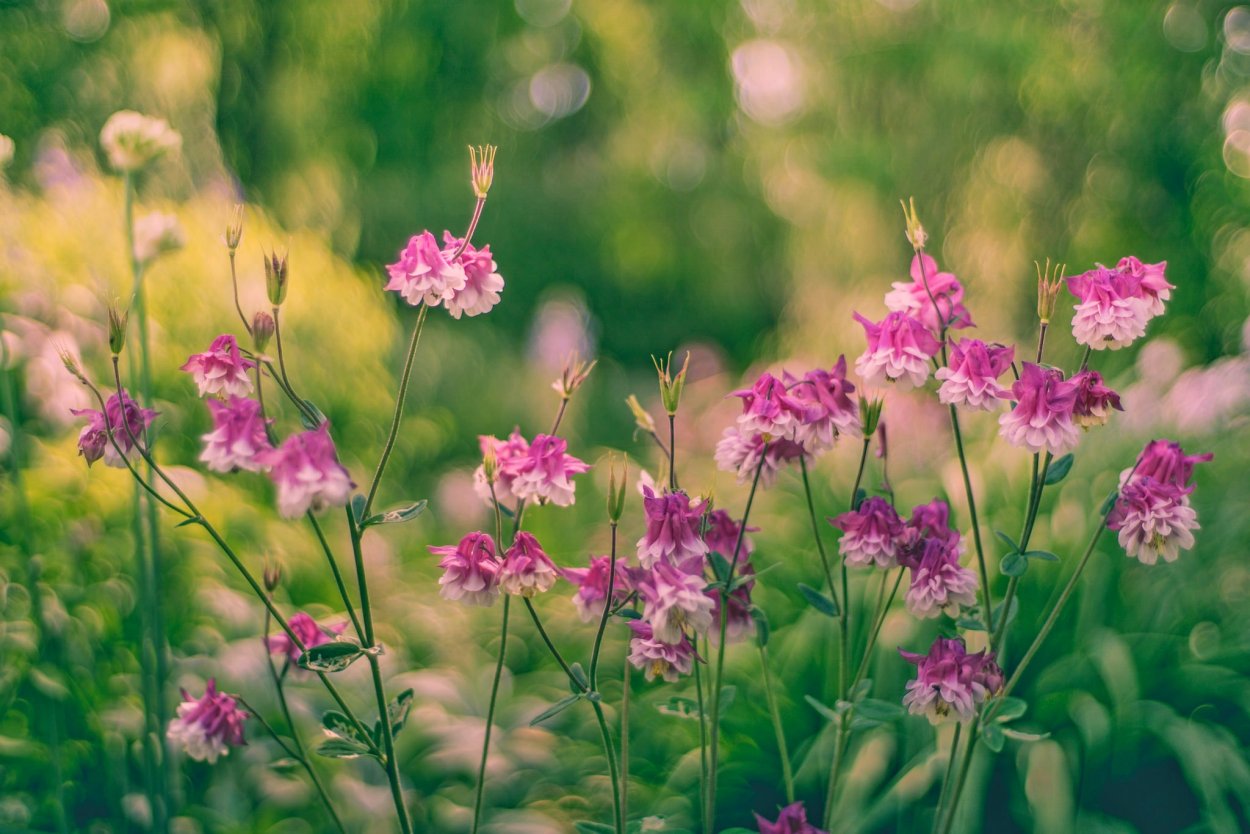 Розовые цветочки полевые