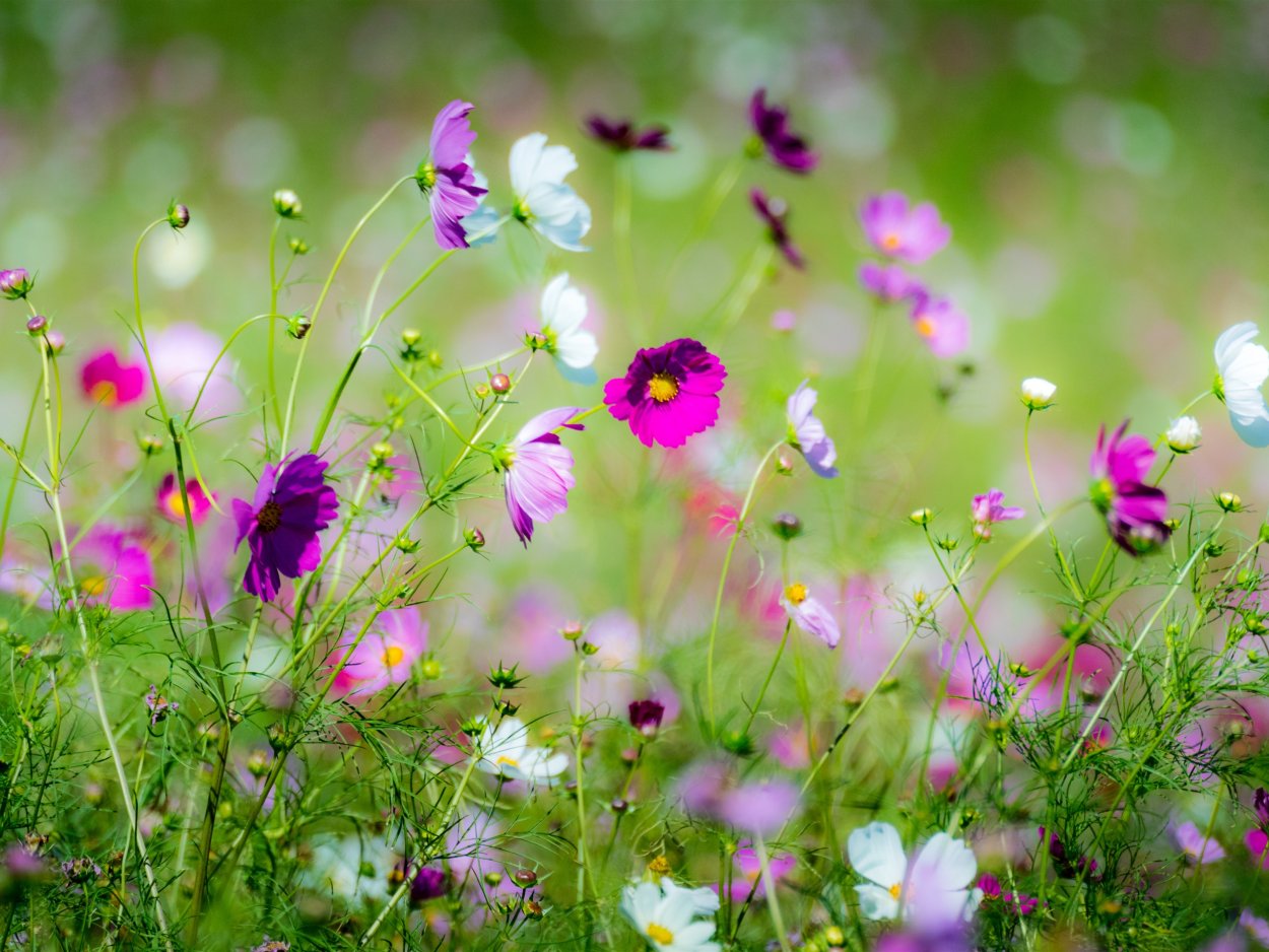 Космея Луговая