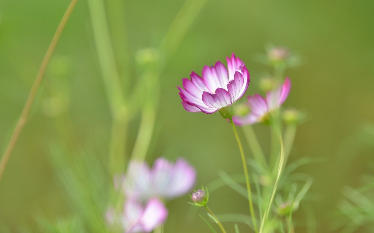 Розовые цветы на лугу