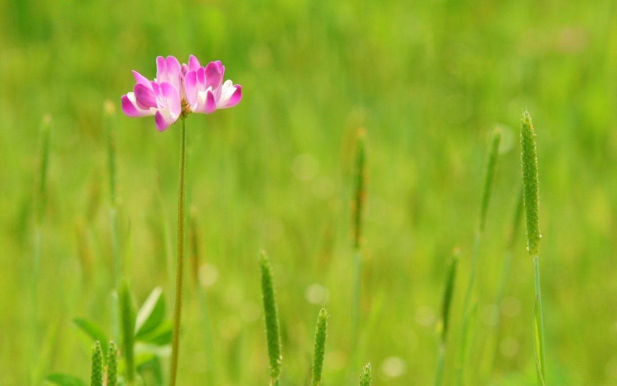Травинки и цветочки