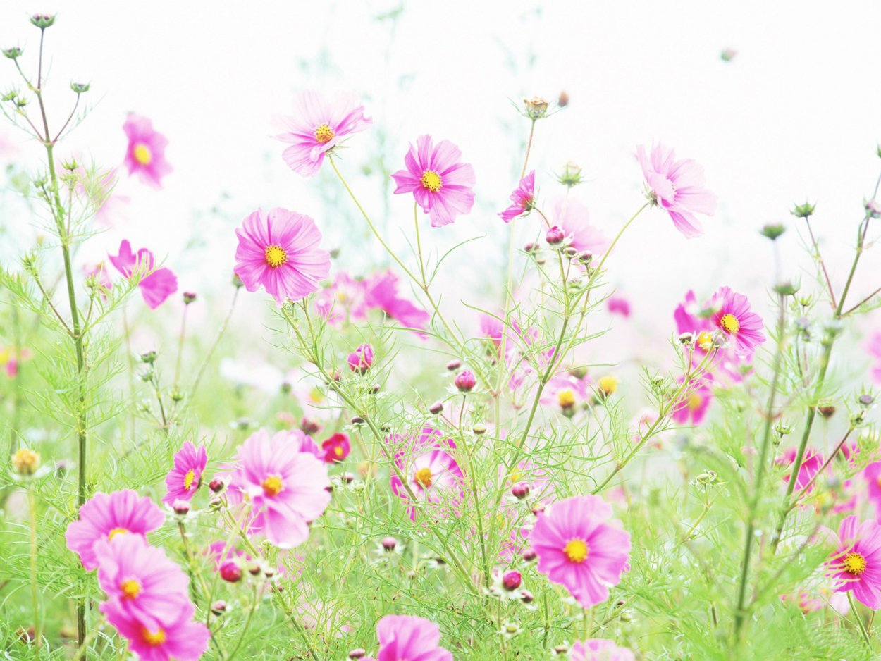 Луговые цветы