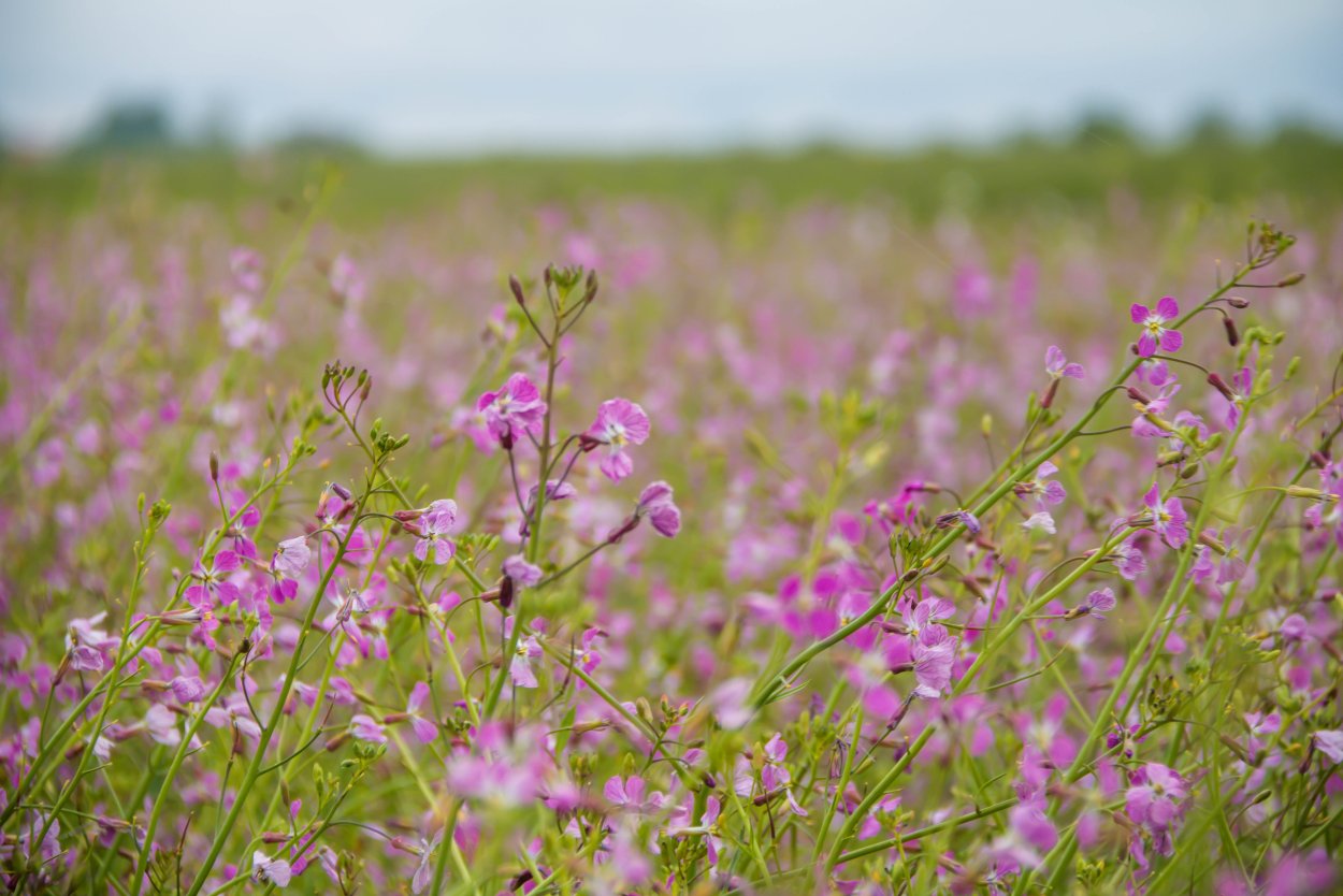 Розовая трава