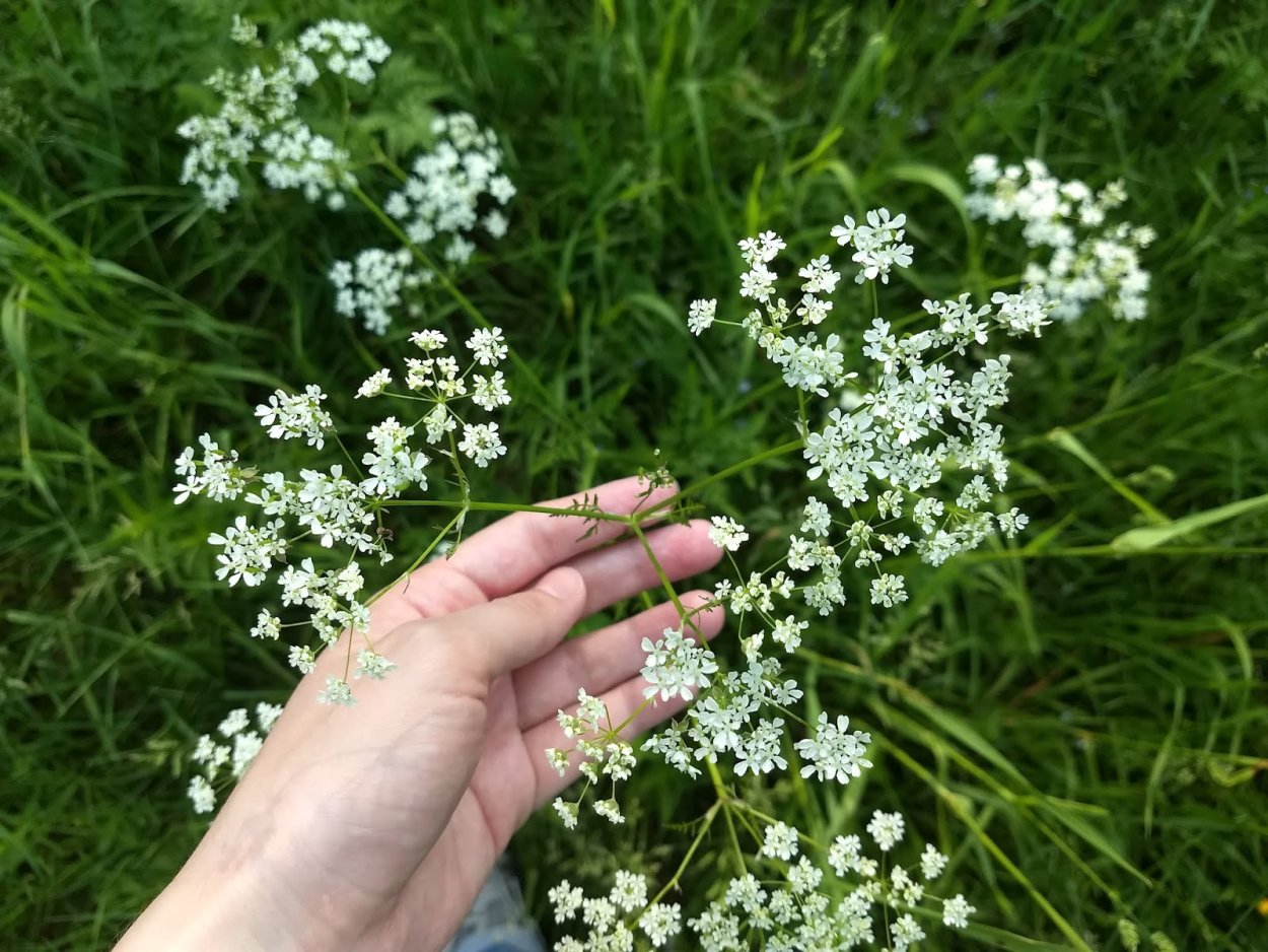 Зонтичные купырь Лесной