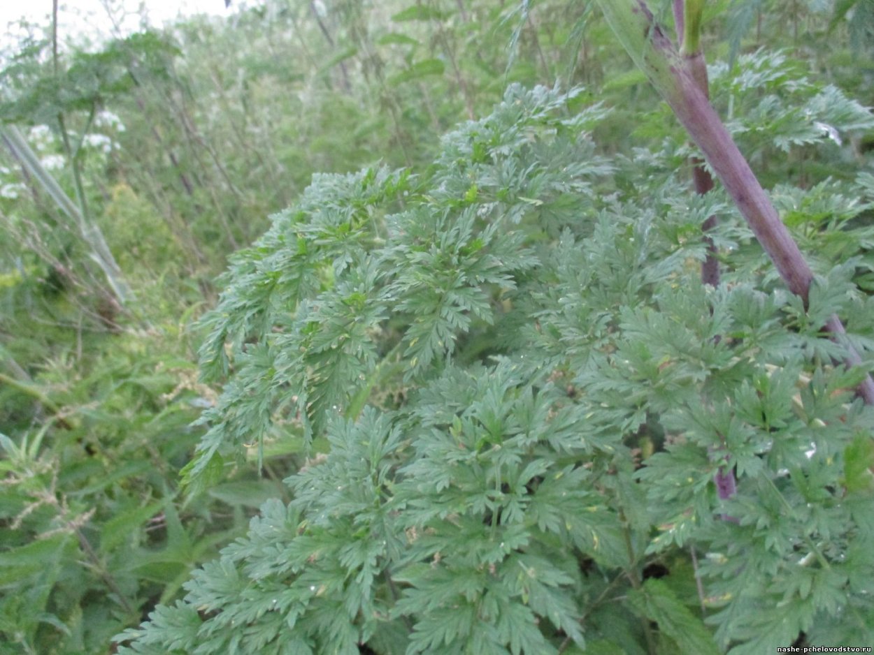 Морковник обыкновенный