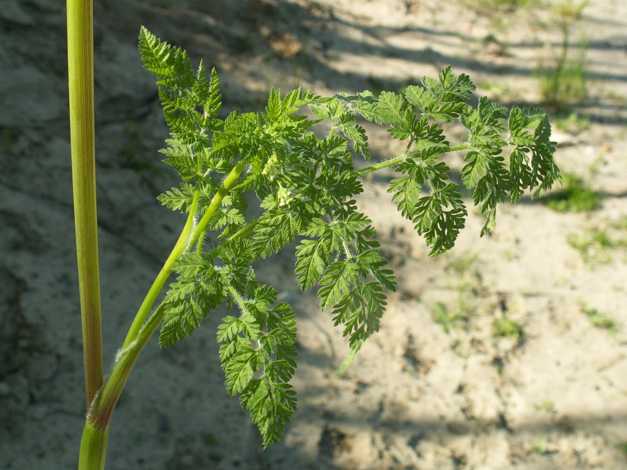 Сорняк морковник