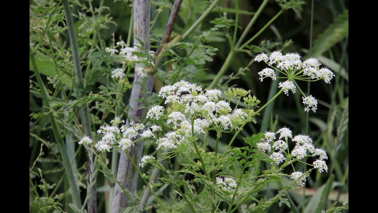 Болиголов пятнистый борщевик