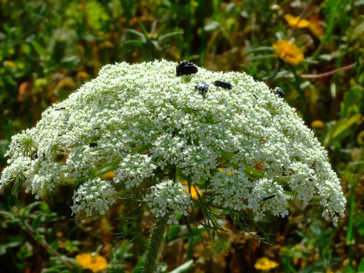 Зонтичные морковник