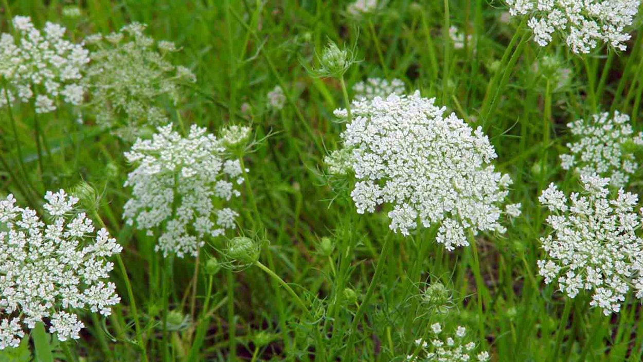 Морковник обыкновенный