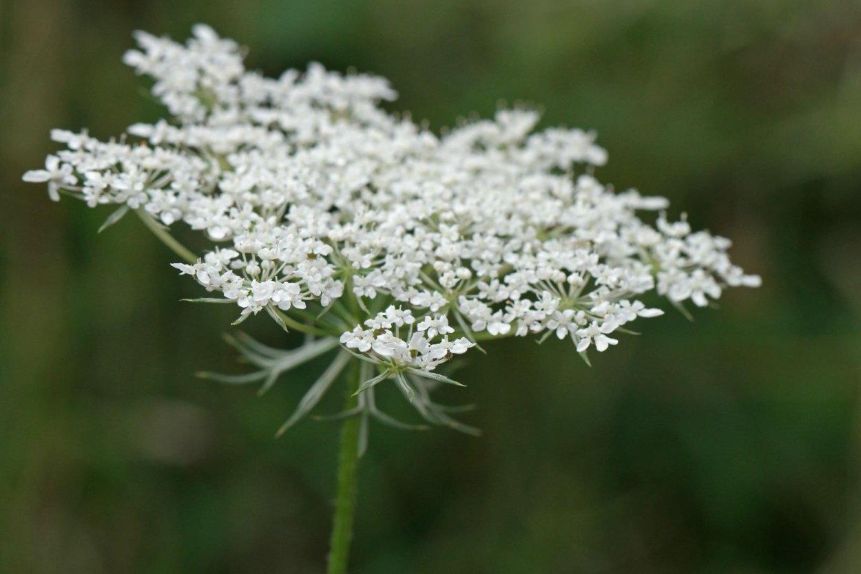 Daucus carota цветок