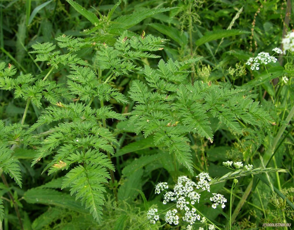 Бутень морковник