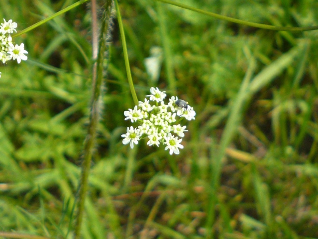 Зонтичные морковник