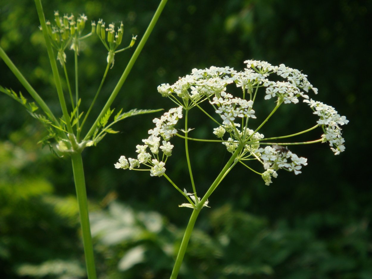 Купырь Лесной