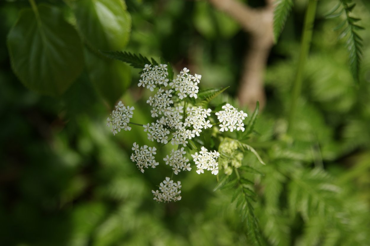 Купырь обыкновенный