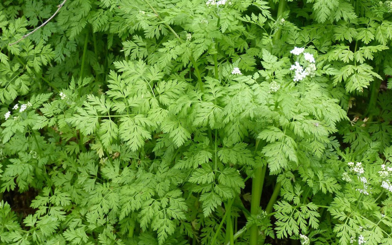 Кервель морковник