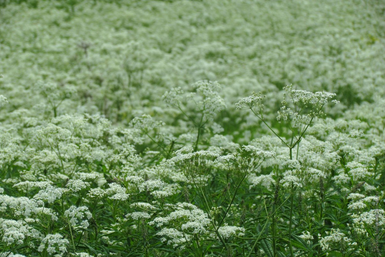 Бутень ароматный (Chaerophyllum aromaticum)