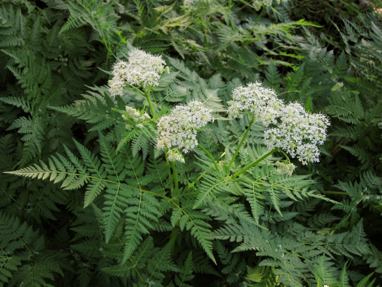 Антрискус Сильвестрис