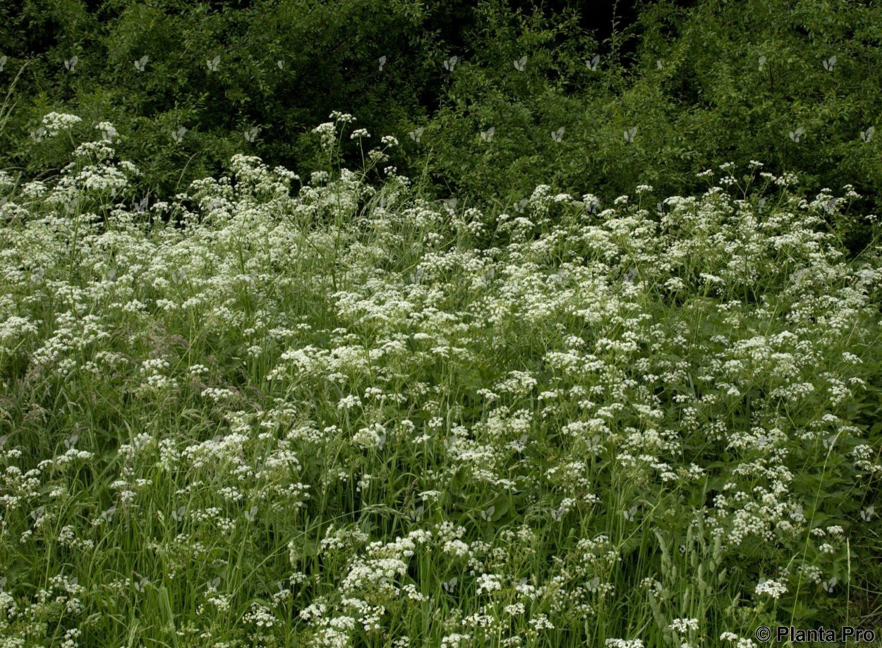 Купырь Альпийский морковник