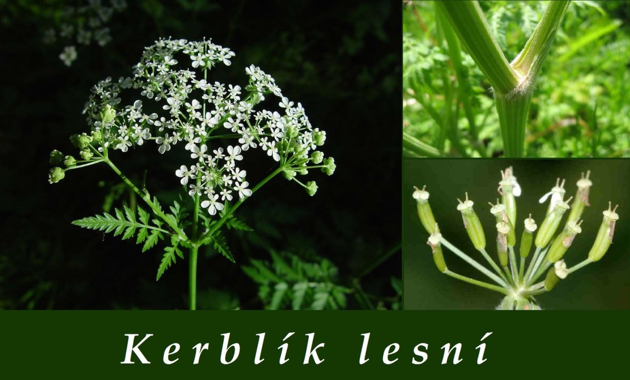 Купырь Луговой