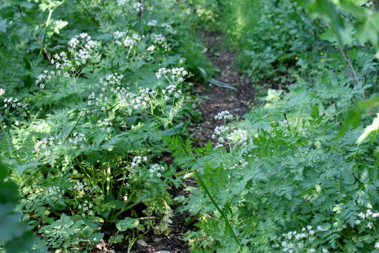 Морковник пряная трава