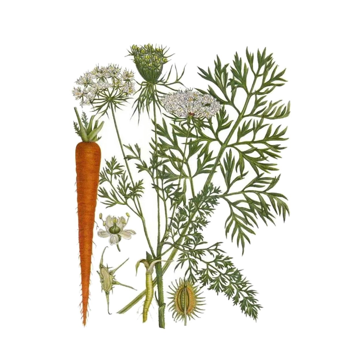 Семейство зонтичные морковь посевная