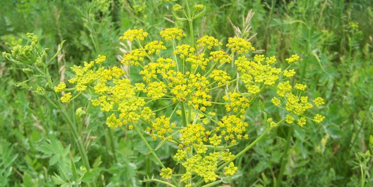 Пастернак посевной