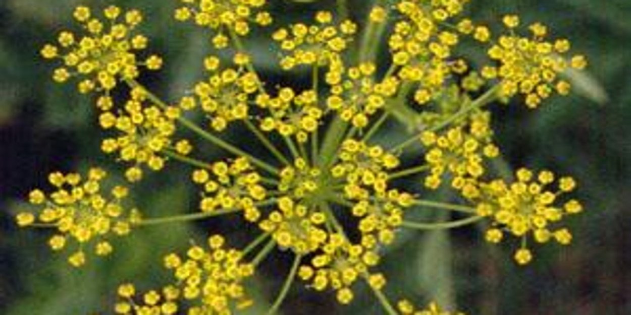 Желтое ядовитое растение