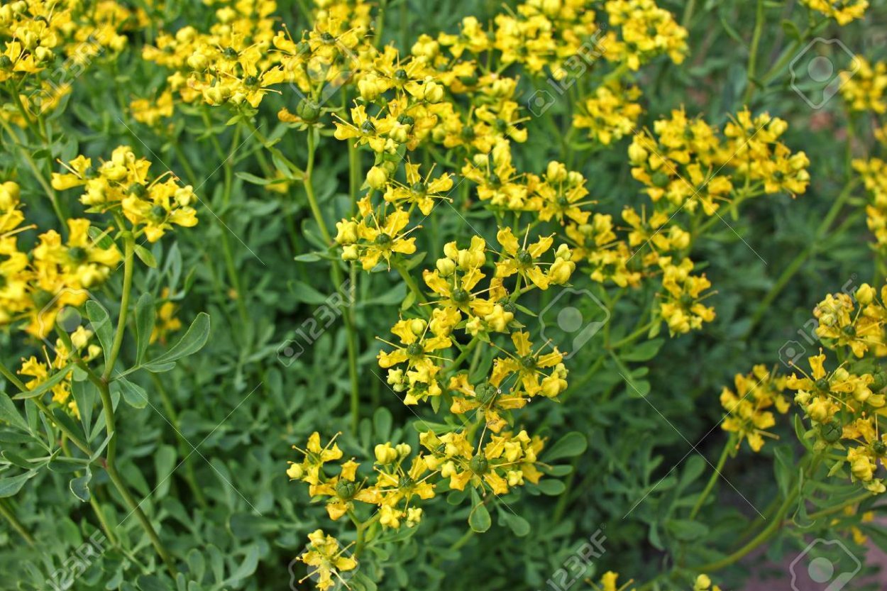 Ядовитая трава с желтыми цветами