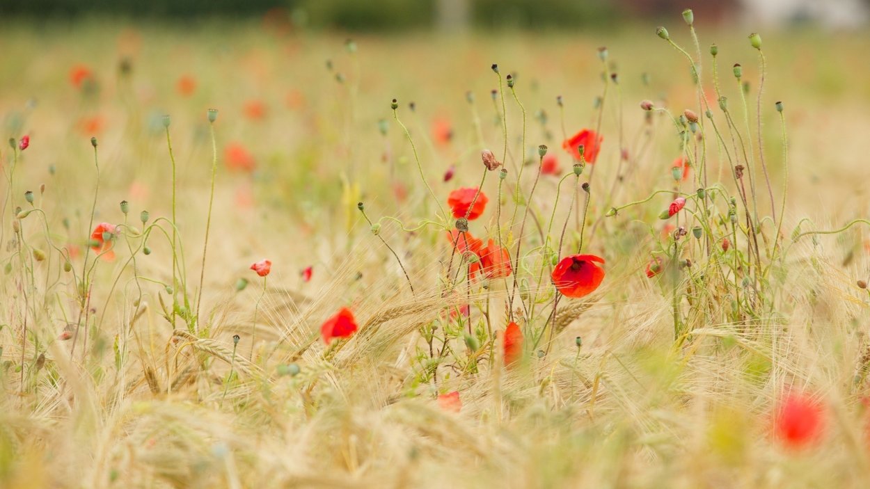 Фон поле с маками