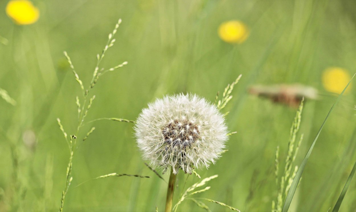 Одуванчик полевой Воронежской области