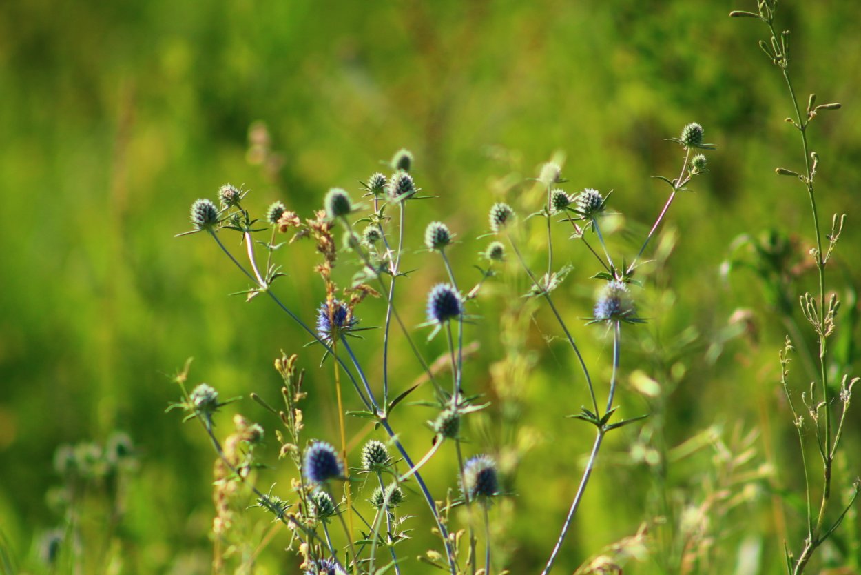 Полевые травы вертикально