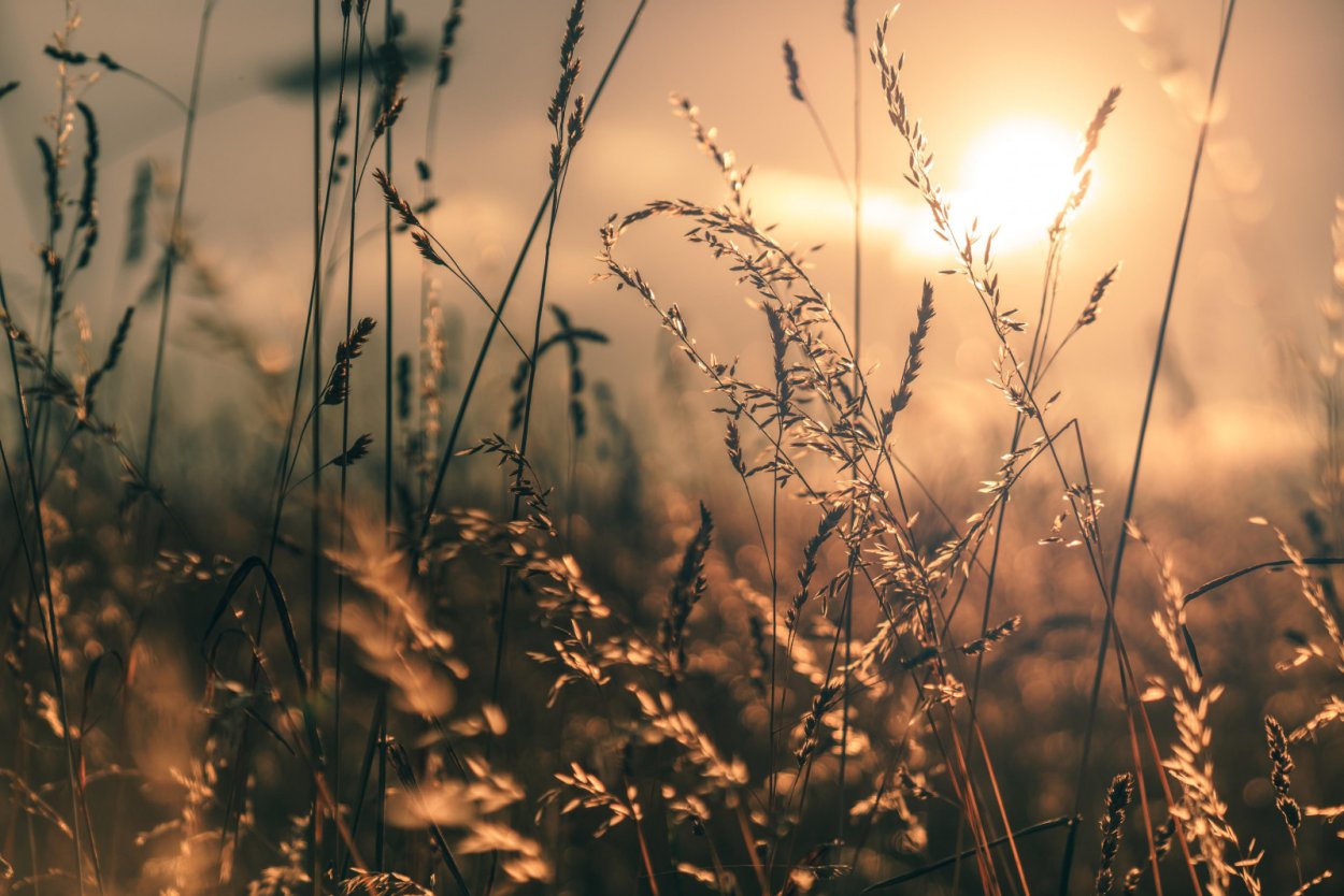 Поле с травой Макросъемка