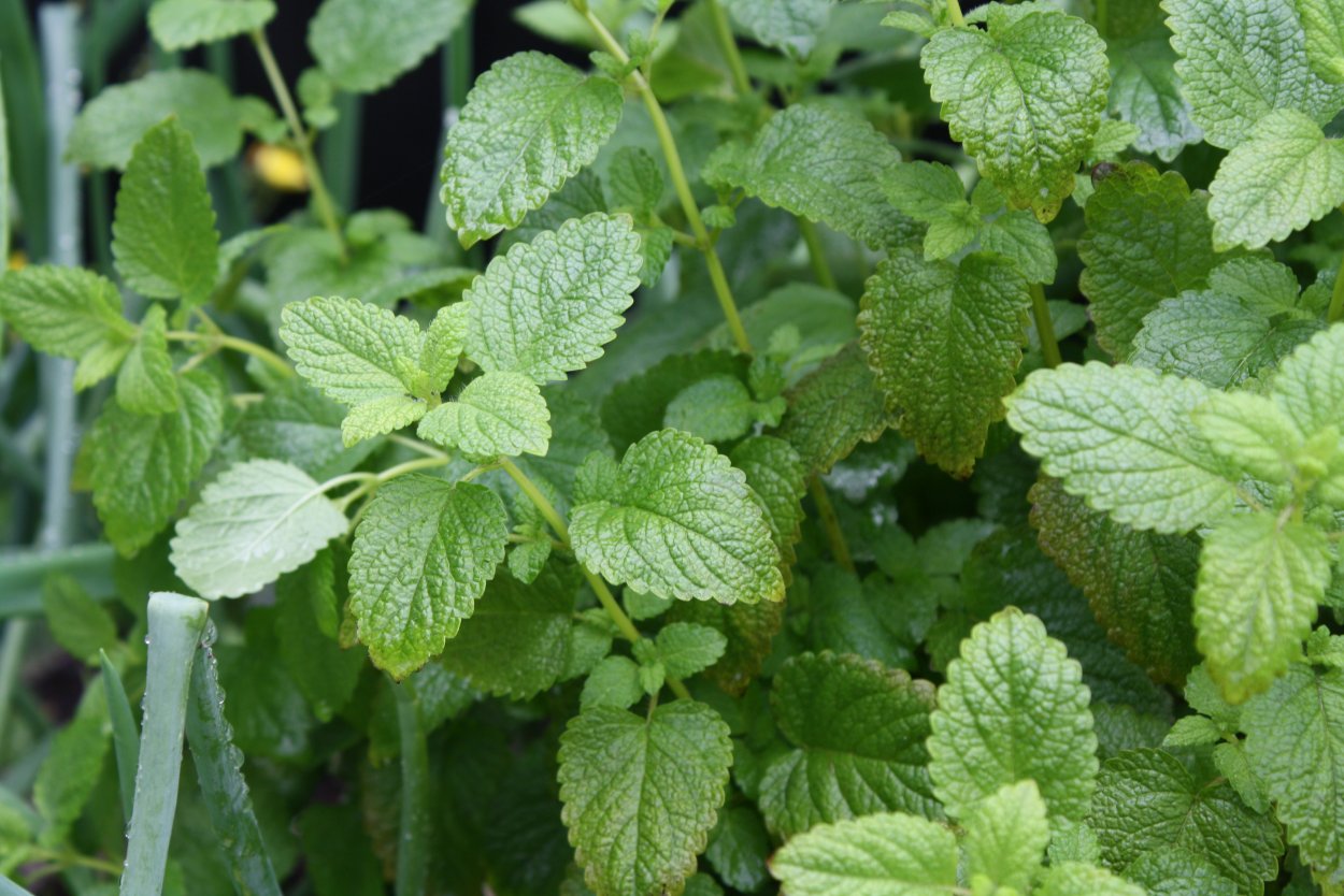 Мелисса лекарственная лечебные