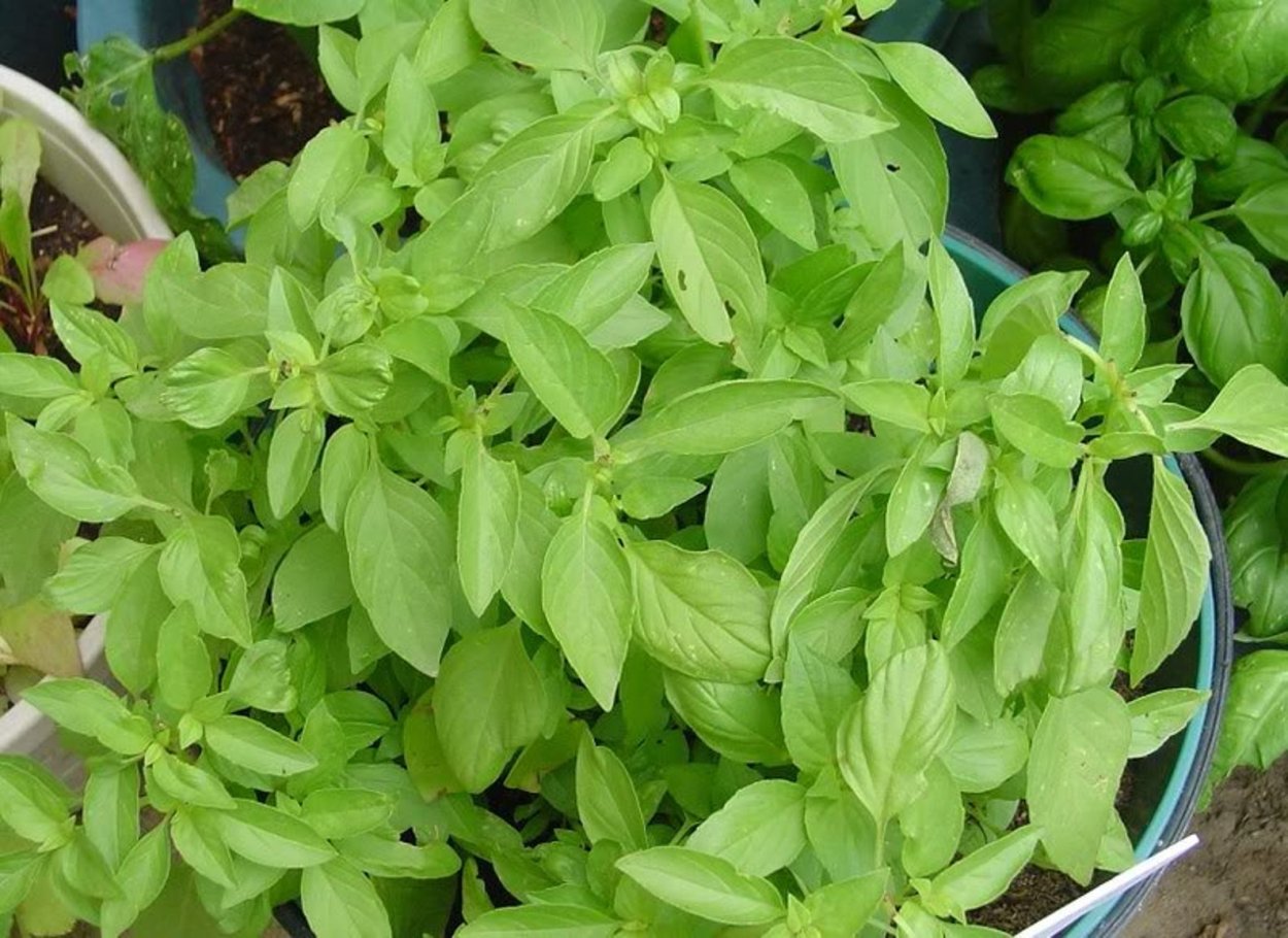 Базилик греческий лимончик