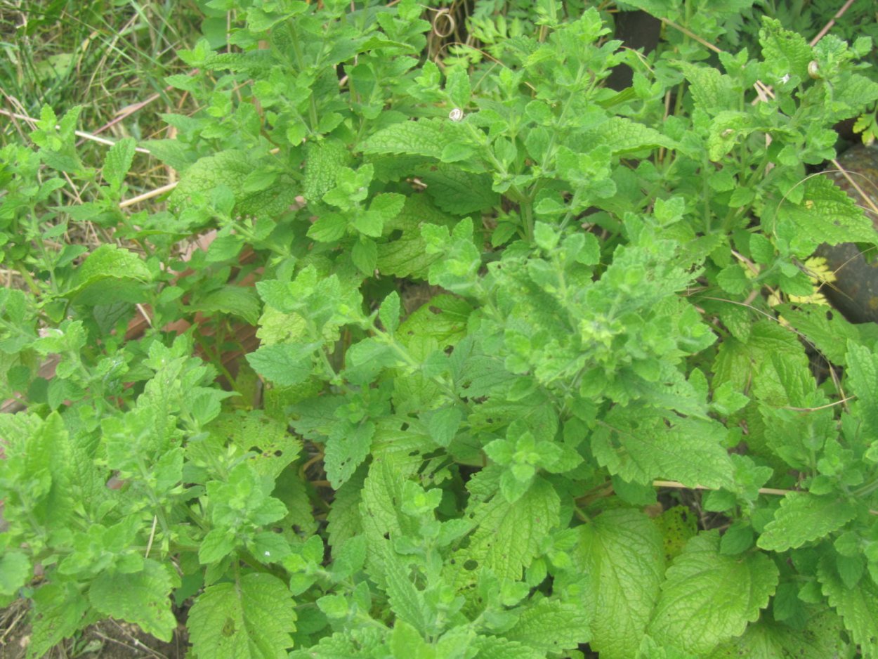 Лимонник мята лимонная