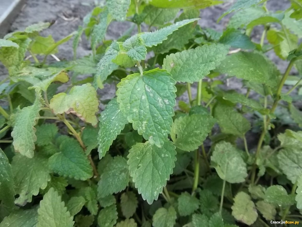 Мелисса трава для чая
