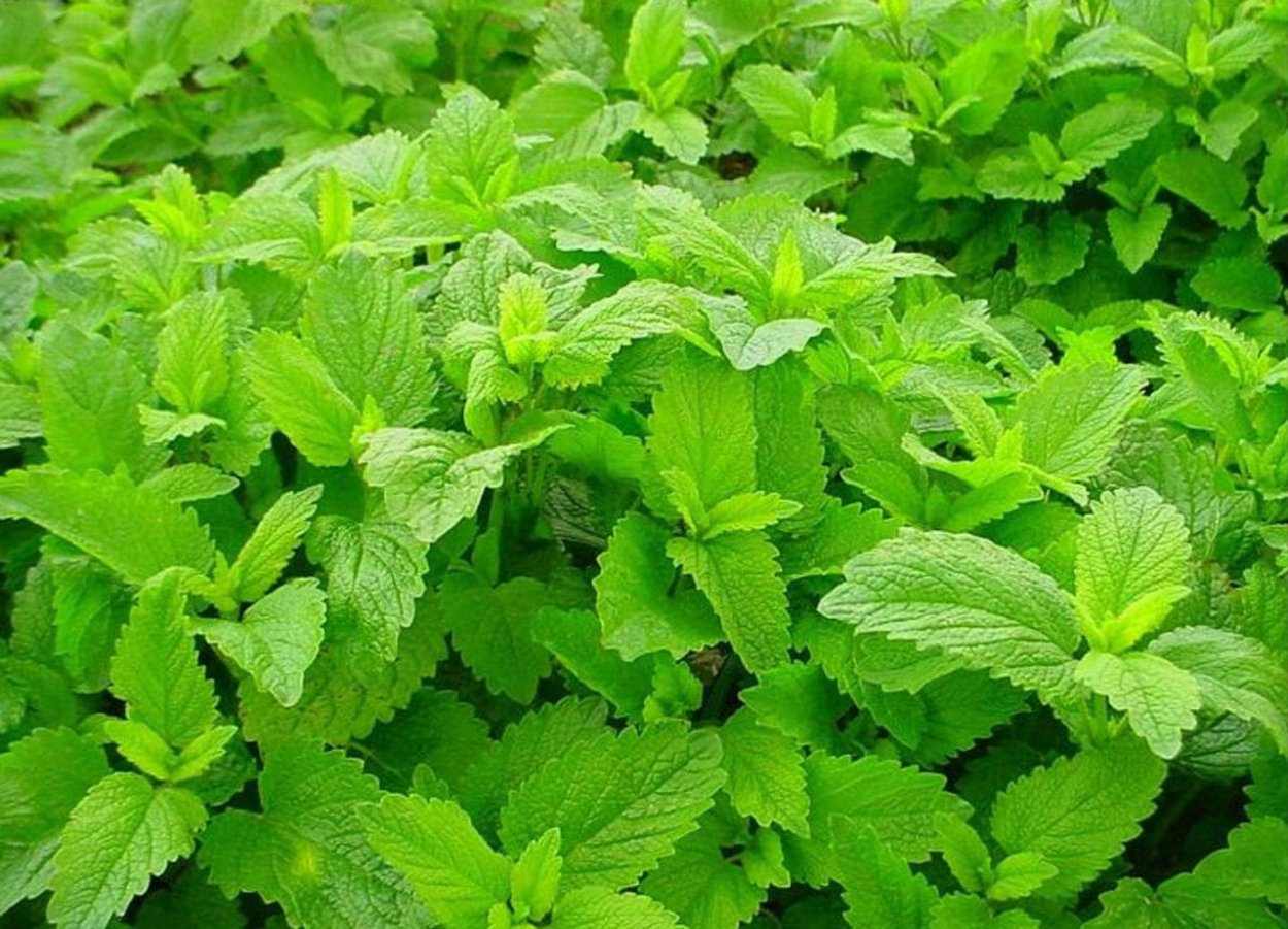 Мелисса лимонник