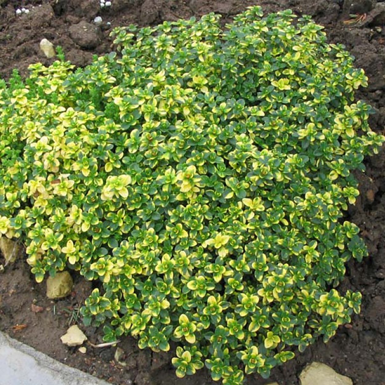 Трава с запахом лимона