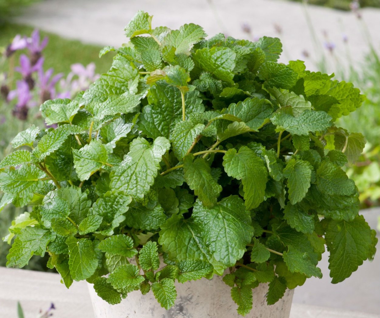 Мелисса растение