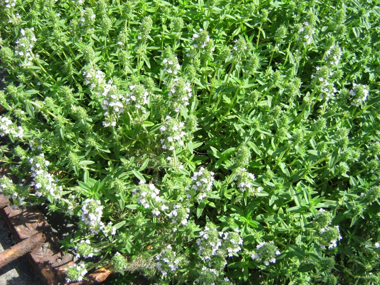 Тимьян Doone Valley