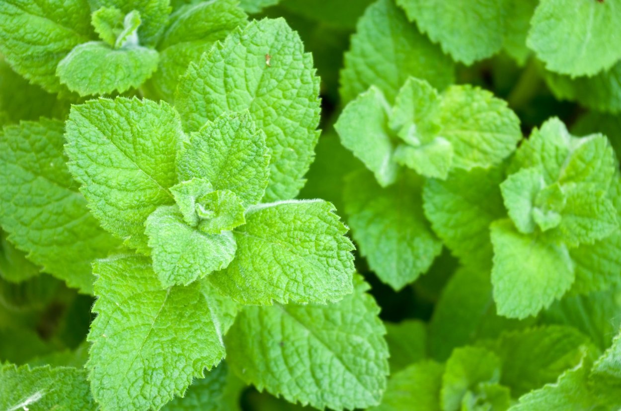 Мята круглолистная Апфелминце